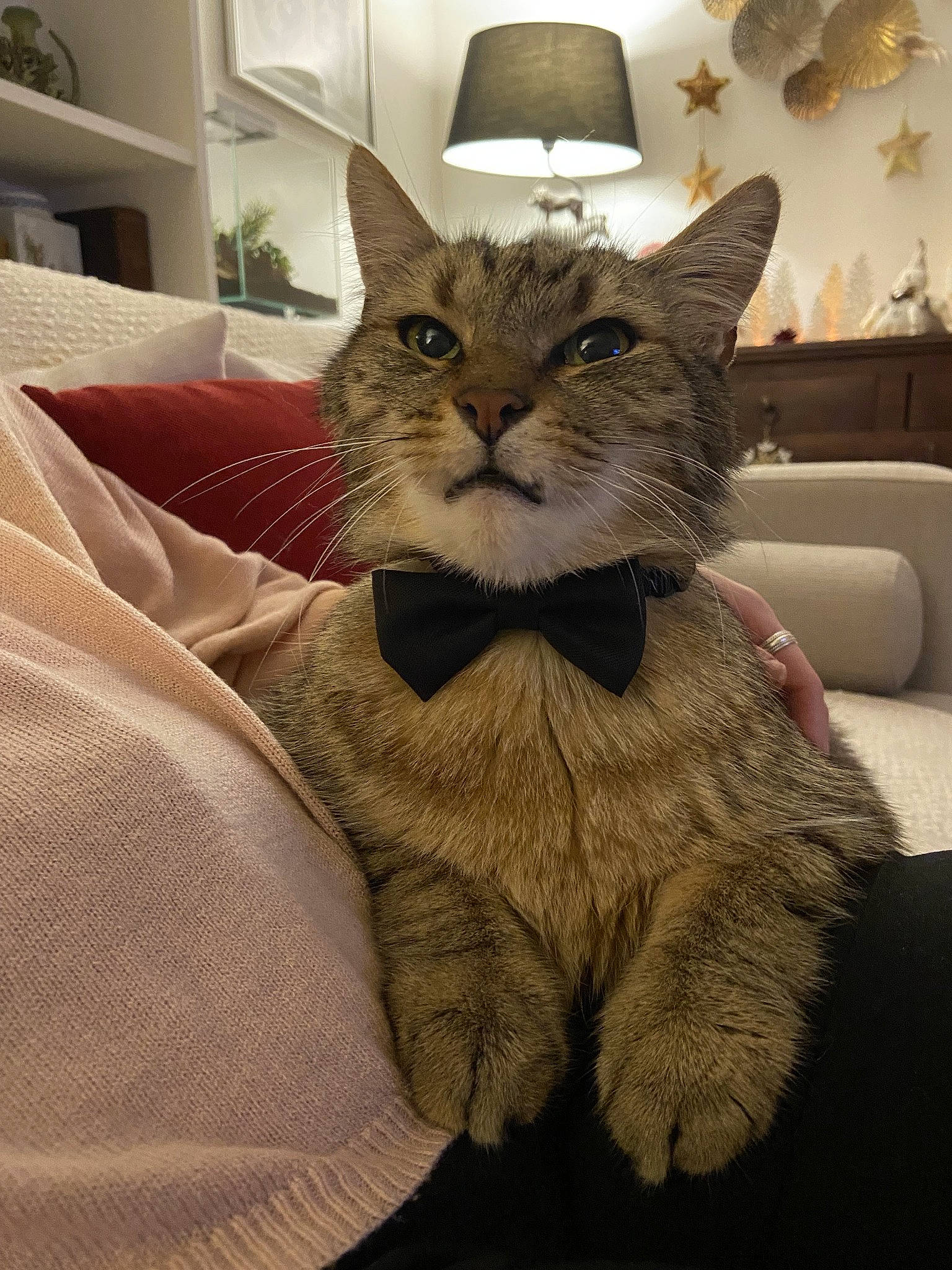 Minou participe au concours pour gagner de l'argent avec cette photo : carnivore, cat, comfort, domestic_short_haired_cat, fawn, felidae, fur, grey, houseplant, lamp, linens, paw, picture_frame, room, sitting, small_to_medium_sized_cats, snout, tail, terrestrial_animal, whiskers