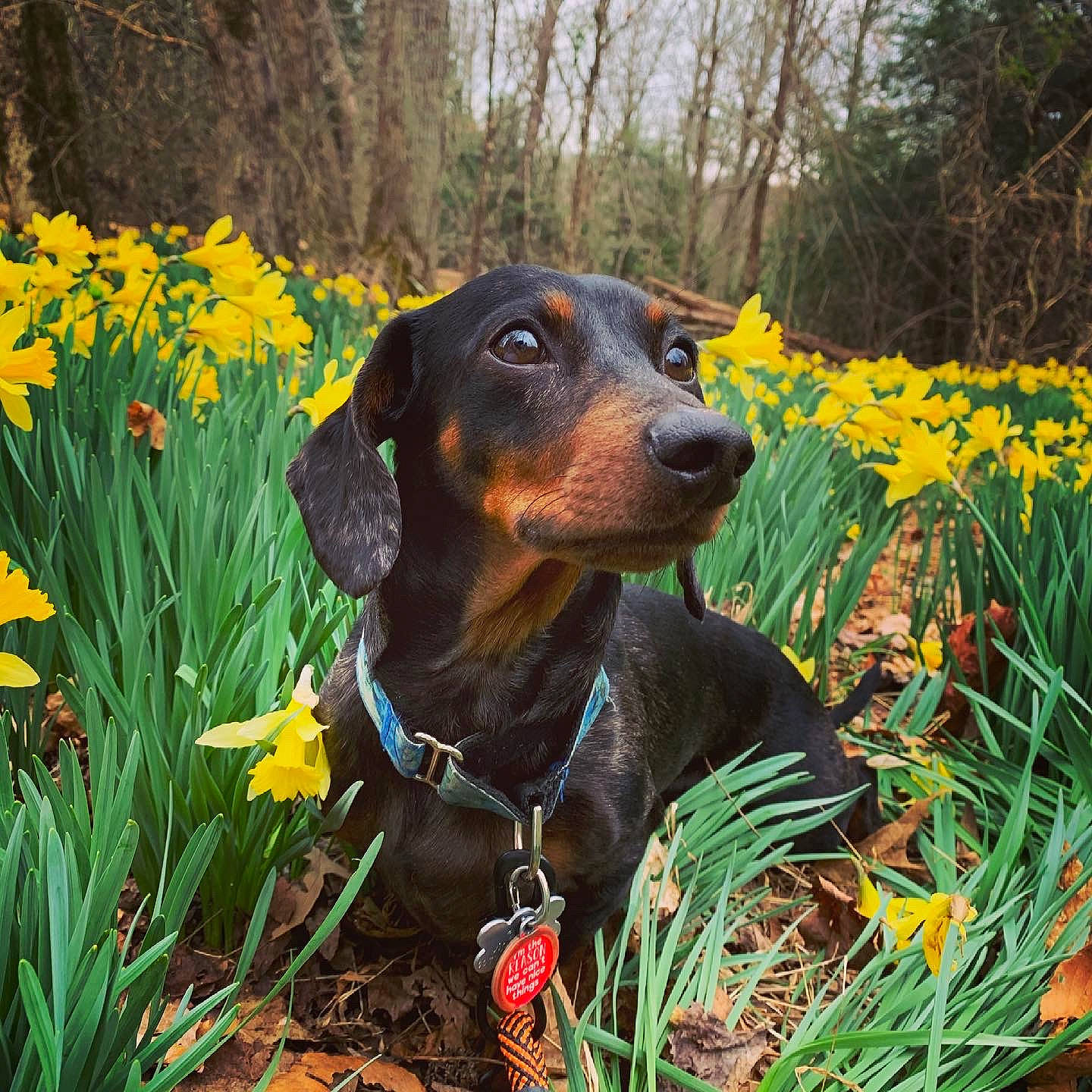 Link joined the competition — help win amazing prizes! annual_plant, botany, canidae, carnivore, collar, companion_dog, dobermann, dog, dog_breed, fawn, flower, grass, herbaceous_plant, liver, people_in_nature, plant, sporting_group, terrestrial_plant, tree, working_animal