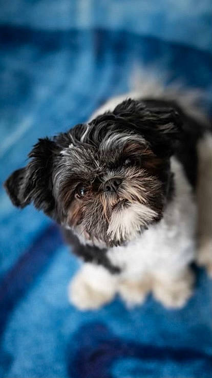 Pepper is registered to the contest to win money with this photo: canidae, carnivore, cloud, companion_dog, dog, dog_breed, electric_blue, fur, liver, maltepoo, poodle_crossbreed, shih_tzu, small_terrier, snout, sporting_group, terrestrial_animal, terrier, toy_dog, wildlife, working_animal