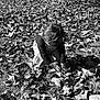 child, toddler, leaves, autumn, outdoor, grass, nature, curious, black_and_white, fall, exploration, crouching, young, seasonal, person, hair, clothing, daylight, play, ground