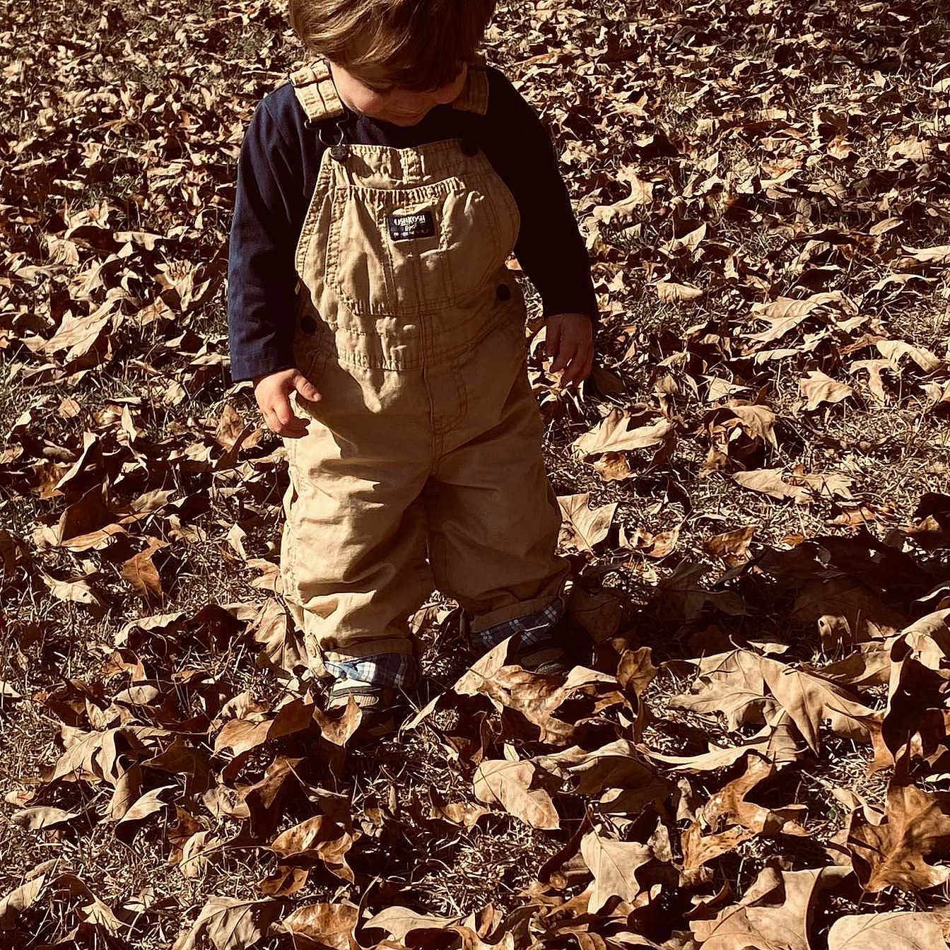 Zander joined the competition — help win amazing prizes! autumn, brown, casual, child, clothing, curious, daylight, fall, grass, ground, leaves, nature, outdoor, overalls, person, playful, season, standing, toddler, young_child