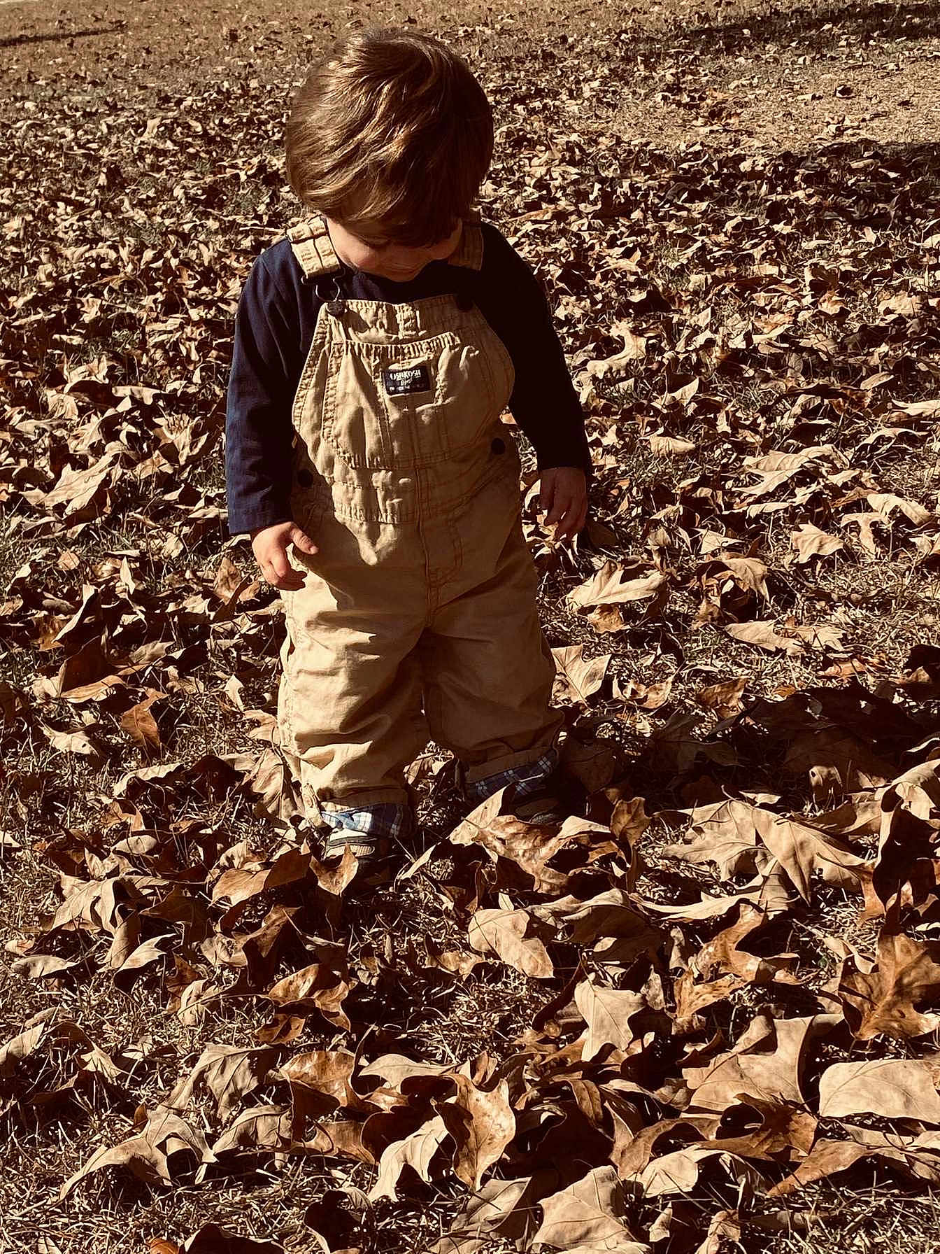 Zander joined the competition — help win amazing prizes! child, toddler, overalls, autumn, leaves, outdoor, grass, fall, nature, curious, standing, brown, clothing, season, young_child, casual, daylight, person, ground, playful