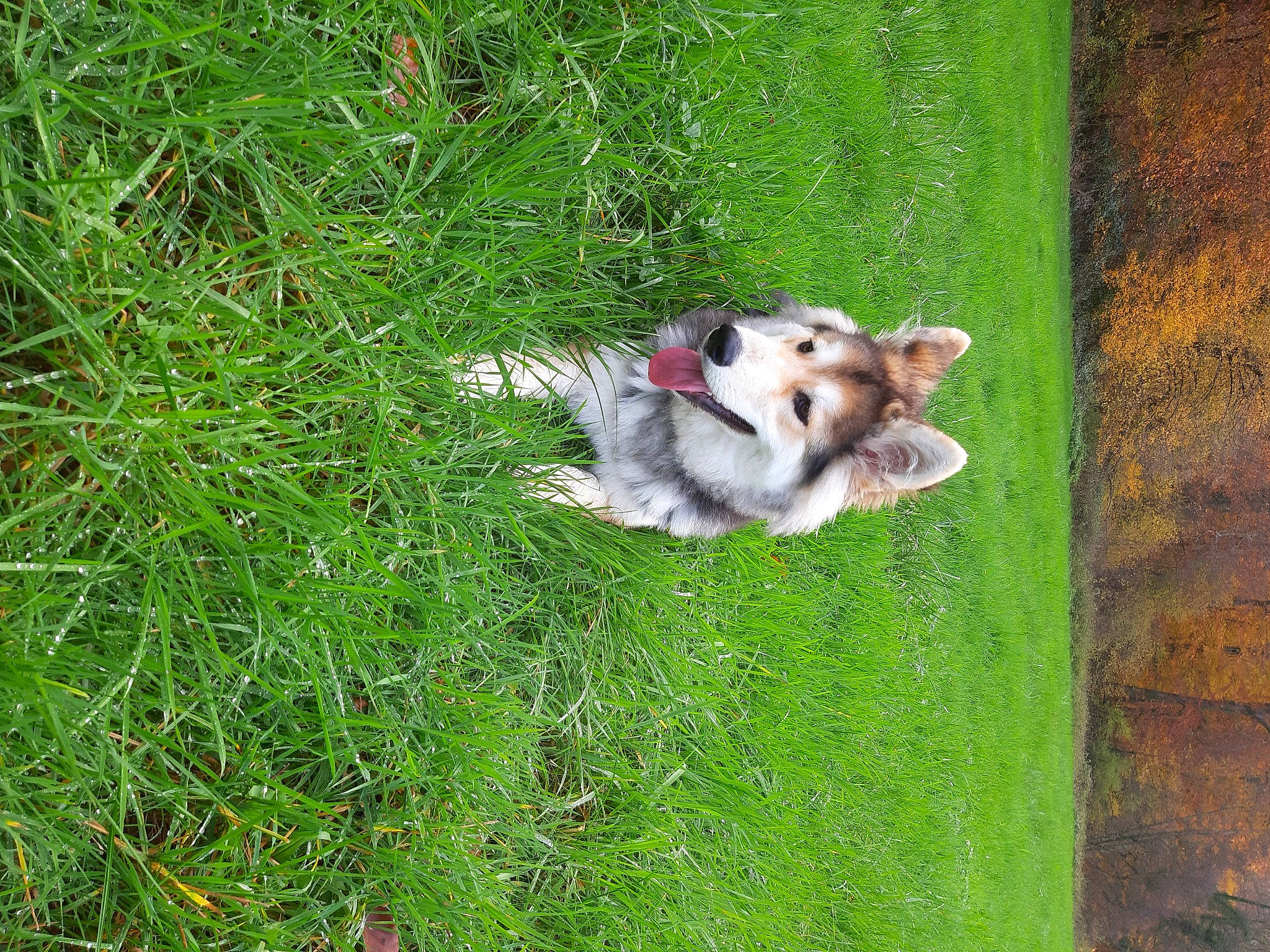 Kiko participe au concours pour gagner de l'argent avec cette photo : canidae, carnivore, collie, companion_dog, dog, dog_breed, fawn, grass, grassland, groundcover, herding_dog, pasture, plant, scotch_collie, shetland_sheepdog, spitz, sporting_group, tail, working_animal, working_dog