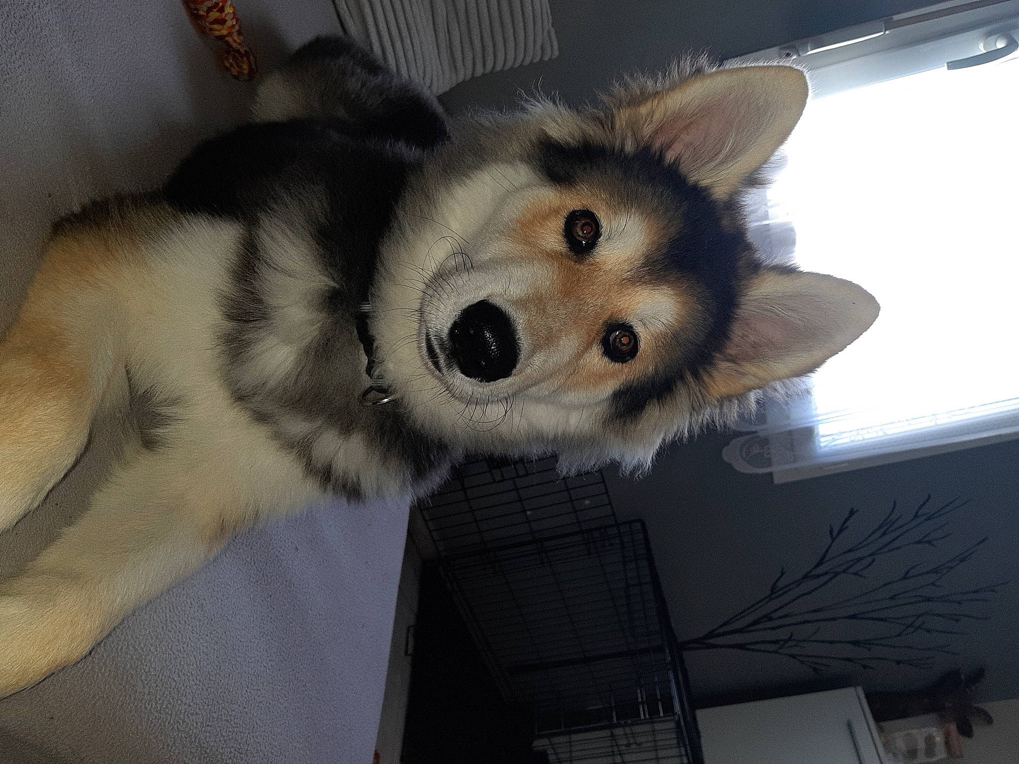 Kiko a rejoint le concours — aidez-le/la à gagner de superbes lots ! canidae, canis, carnivore, companion_dog, dog, dog_breed, fawn, fur, herding_dog, non_sporting_group, paw, sled_dog, snout, sporting_group, tail, whiskers, wildlife, wolf, working_animal, working_dog