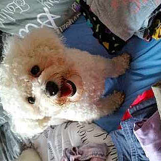 Rosie is registered to the contest to win money with this photo: