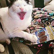 Gumball joined the competition — help win amazing prizes! cat, white_cat, black_and_white, yawning, teeth, paw, blanket, floral_pattern, ticket, gathering_of_the_juggalos, indoor, closeup, pet, feline, resting, couch, cozy, playful, animal, cute