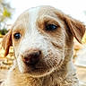 adorable, animal, close_up, cute, dog, ears, expression, face, friendly, fur, looking, mammal, nature, nose, outdoor, pet, portrait, puppy, whiskers, young