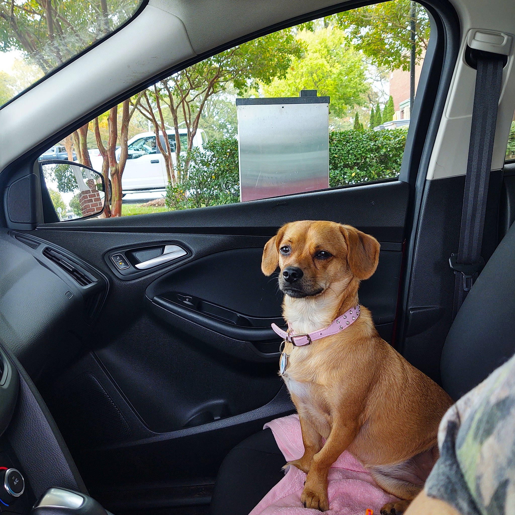 Maebelle joined the competition — help win amazing prizes! auto_part, automotive_mirror, automotive_window_part, canidae, car, car_seat, car_seat_cover, carnivore, companion_dog, dog, dog_breed, door, head_restraint, plant, rear_view_mirror, seat_belt, sporting_group, vehicle, vehicle_door, window