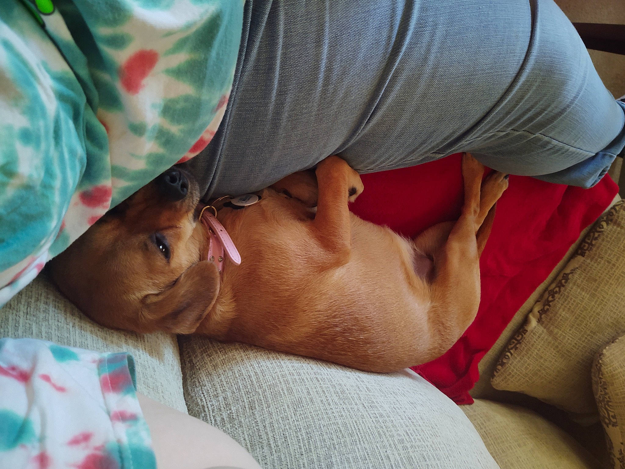 Maebelle is registered to the contest to win money with this photo: baby, birth, child, comfort, ear, eye, flesh, hand, head, leg, mouth, muscle, nap, nose, skin, sleep