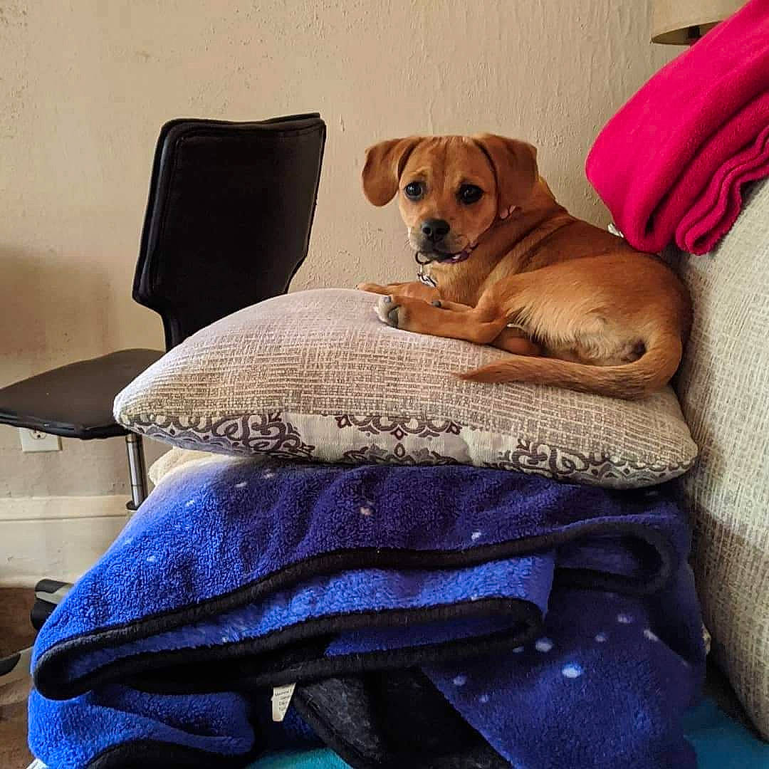 Maebelle is registered to the contest to win money with this photo: bed, bedding, canidae, carnivore, comfort, companion_dog, cushion, dog, dog_breed, furniture, linens, mammal, pillow, puggle, puppy, puppy_love, rhodesian_ridgeback, snout, sporting_group