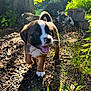 puppy, dog, outdoor, sunlight, greenery, soil, playful, young_animal, nature, grass, tree_trunk, sunny, happy, animal, pet, close_up, walking, daylight, cute, mammal