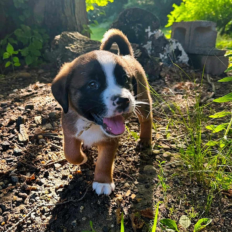 Max joined the competition — help win amazing prizes! animal, close_up, cute, daylight, dog, grass, greenery, happy, mammal, nature, outdoor, pet, playful, puppy, soil, sunlight, sunny, tree_trunk, walking, young_animal