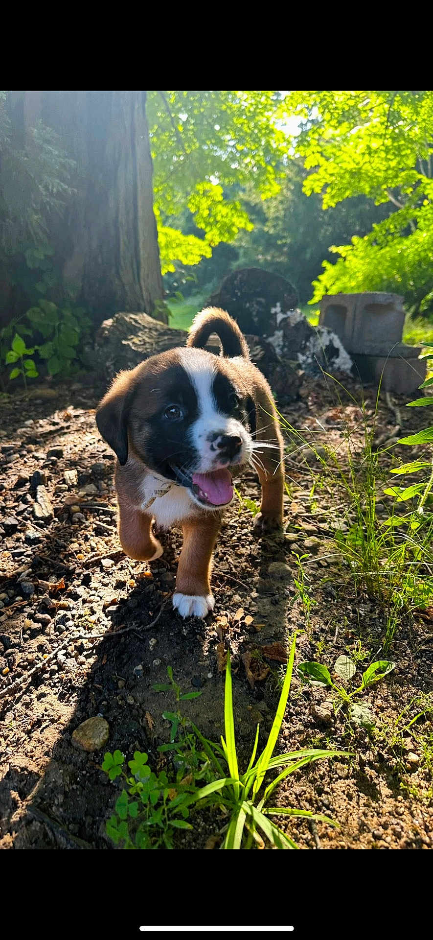 Max joined the competition — help win amazing prizes! puppy, dog, outdoor, sunlight, greenery, soil, playful, young_animal, nature, grass, tree_trunk, sunny, happy, animal, pet, close_up, walking, daylight, cute, mammal