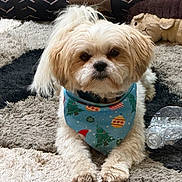 Sparky is registered to the contest to win money with this photo: dog, small_dog, bandana, blue_bandana, christmas_theme, rug, plush_toy, dog_bed, indoor, pet, fur, cute, laying_down, toy, plastic_bottle, cozy, carpet, animal, domestic_animal, relaxed