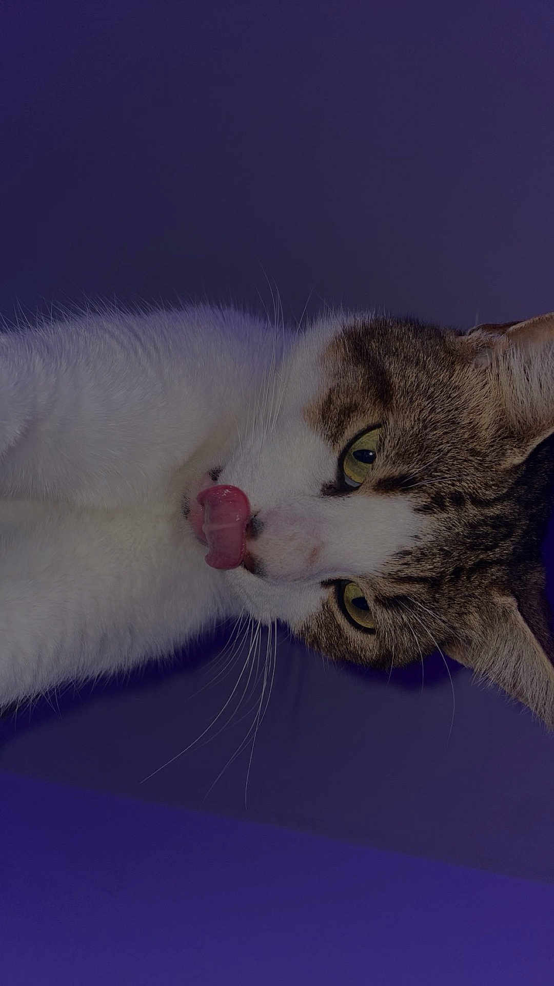 Aslane a rejoint le concours — aidez-le/la à gagner de superbes lots ! cat, tabby, white_fur, tongue_out, close_up, pet, animal, whiskers, ears, yellow_eyes, playful, cute, indoor, fur, muzzle, nose, sleepy, relaxed, portrait, purple_background