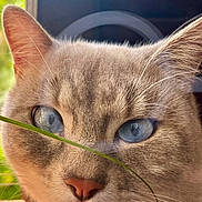 Symba participe au concours pour gagner de l'argent avec cette photo : cat, blue_eyes, close_up, whiskers, grass, pet, animal, fur, face, ears, nose, outdoor, nature, portrait, feline, domestic_cat, cute, soft_light, blurred_background