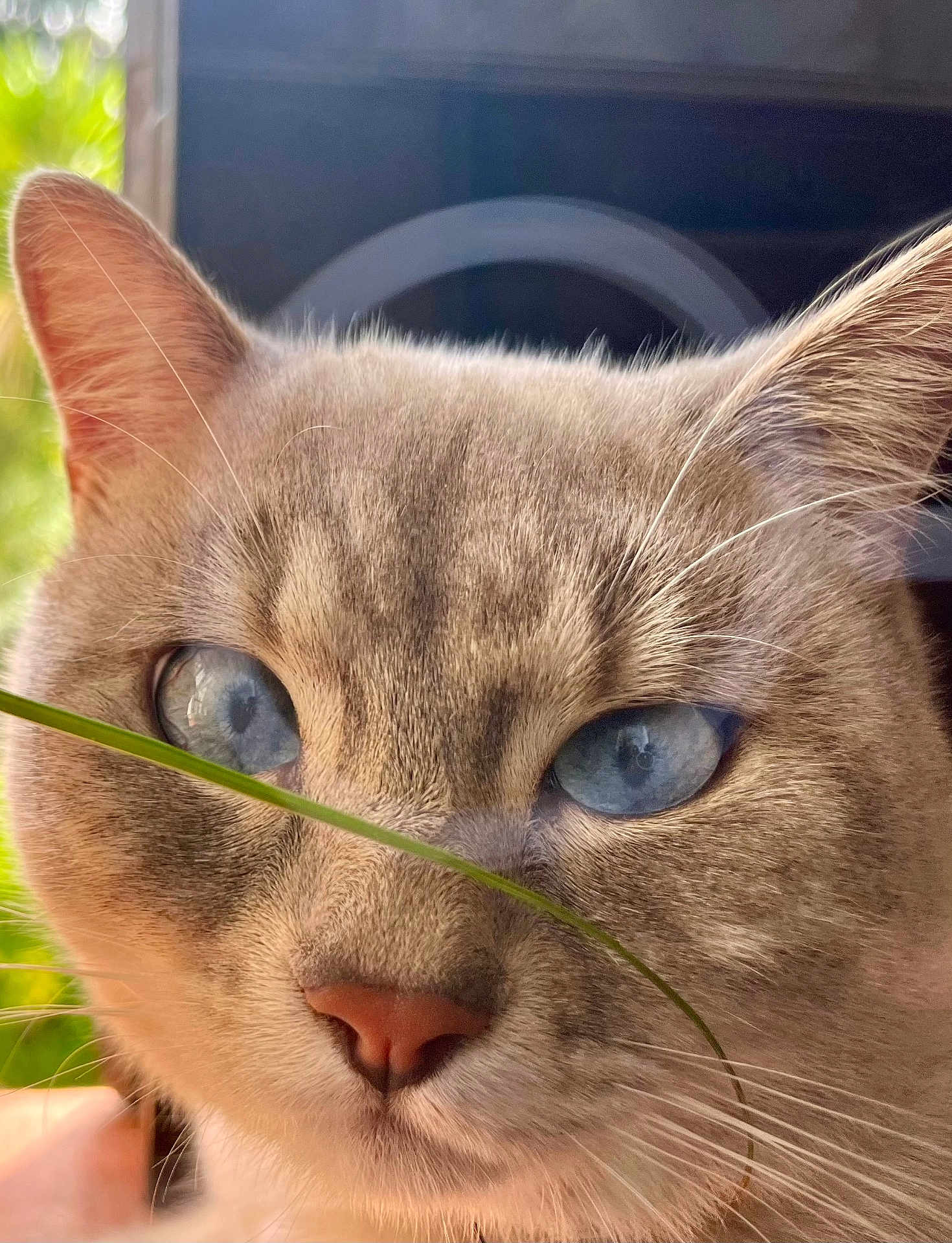 Symba