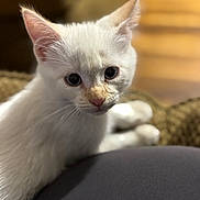 White Kitty joined the competition — help win amazing prizes! kitten, cat, white_fur, pet, animal, closeup, indoor, cute, curious, young, whiskers, ears, eyes, face, soft, blurred_background, cozy, resting, domestic_cat, feline