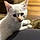 White Kitty