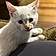 White Kitty
