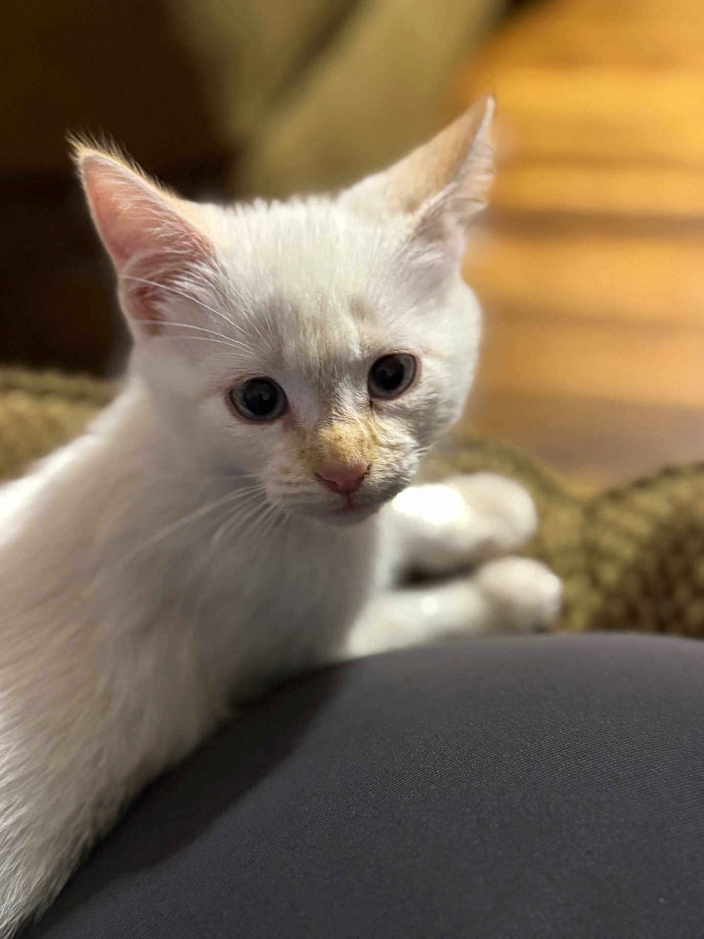 White Kitty