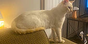 White Kitty joined the competition — help win amazing prizes! cat, cream_colored, couch, furniture, lamp, indoor, pet, side_table, decor, mushroom, wall, window_blinds, cozy, animal, domestic, living_room, texture, perched, looking, brown