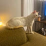 cat, cream_colored, couch, furniture, lamp, indoor, pet, side_table, decor, mushroom, wall, window_blinds, cozy, animal, domestic, living_room, texture, perched, looking, brown