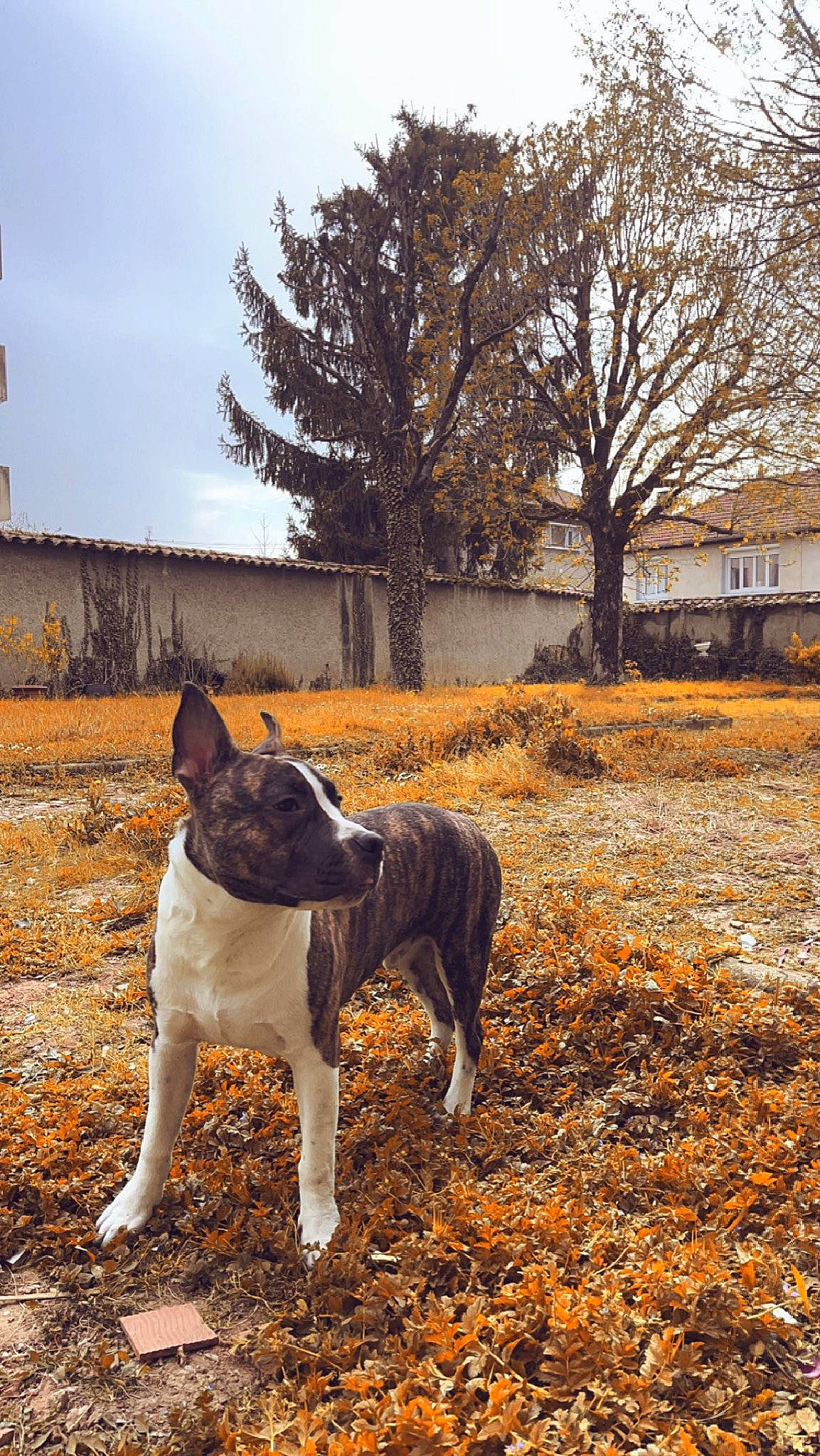Saïko a rejoint le concours — aidez-le/la à gagner de superbes lots ! canidae, carnivore, cloud, companion_dog, dog, dog_breed, fawn, grass, landscape, plant, sky, soil, sporting_group, tail, terrier, tree, trunk, twig, wood, working_animal