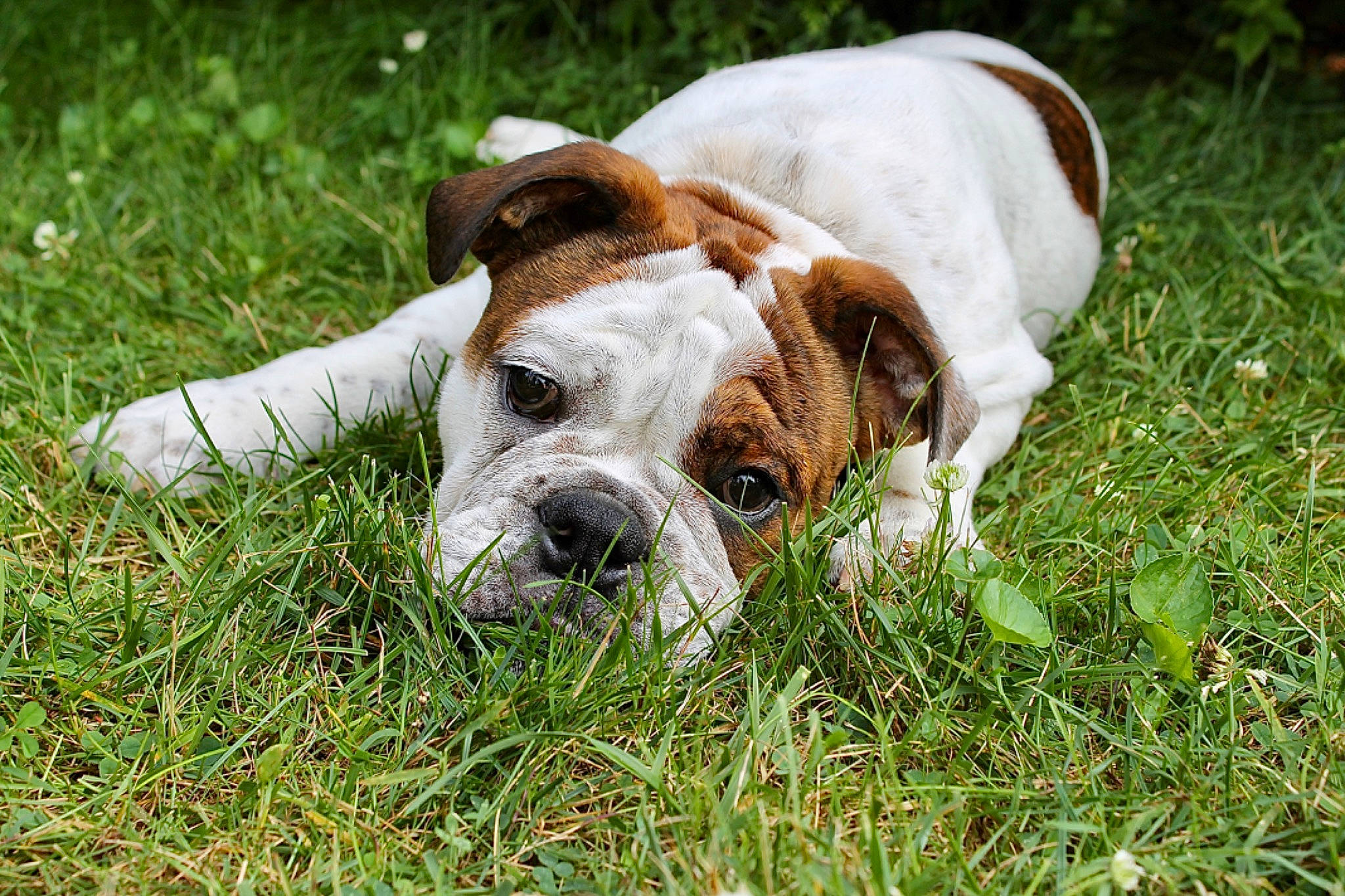 Chowder joined the competition — help win amazing prizes! ball, bulldog, canidae, carnivore, companion_dog, dog, dog_breed, dog_supply, fawn, grass, groundcover, hunting_dog, molosser, non_sporting_group, plant, puppy, snout, sporting_group, terrestrial_animal, working_animal