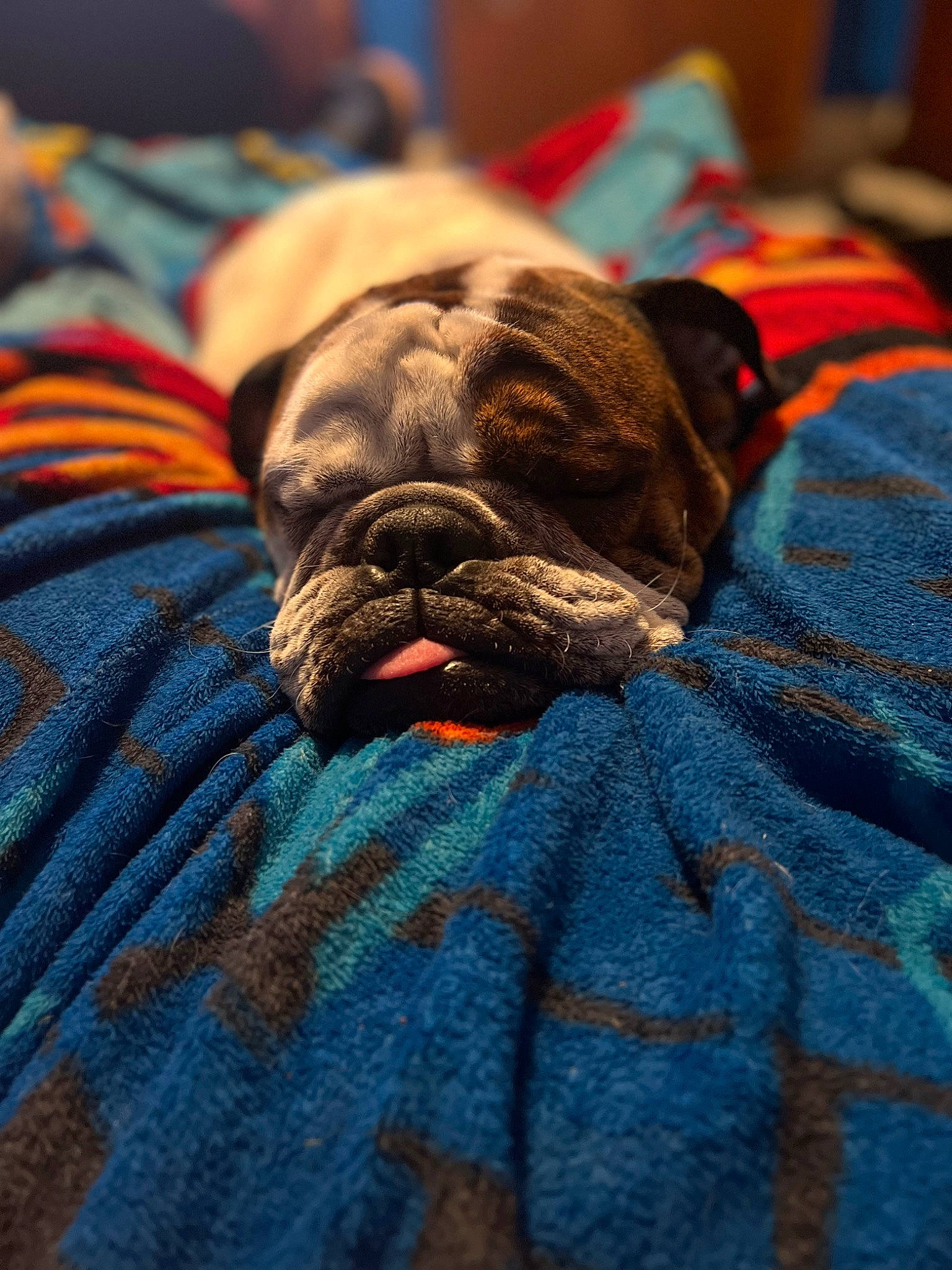 Chowder joined the competition — help win amazing prizes! canidae, carnivore, comfort, companion_dog, dog, dog_breed, electric_blue, fawn, fur, grey, guard_dog, liver, nap, snout, sporting_group, terrestrial_animal, toy_dog, whiskers, working_animal, wrinkle