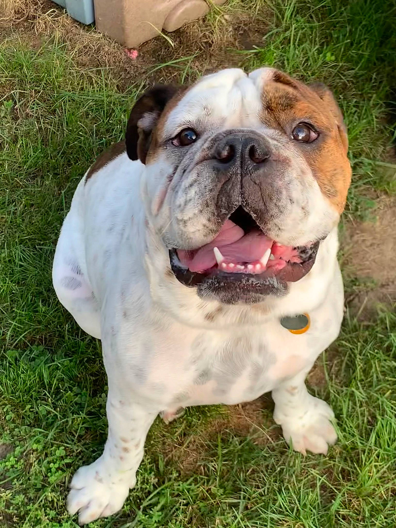 Chowder is registered to the contest to win money with this photo: bulldog, canidae, carnivore, companion_dog, dog, dog_breed, dog_collar, fawn, flooring, grass, non_sporting_group, plant, sporting_group, terrestrial_animal, white_english_bulldog, wrinkle