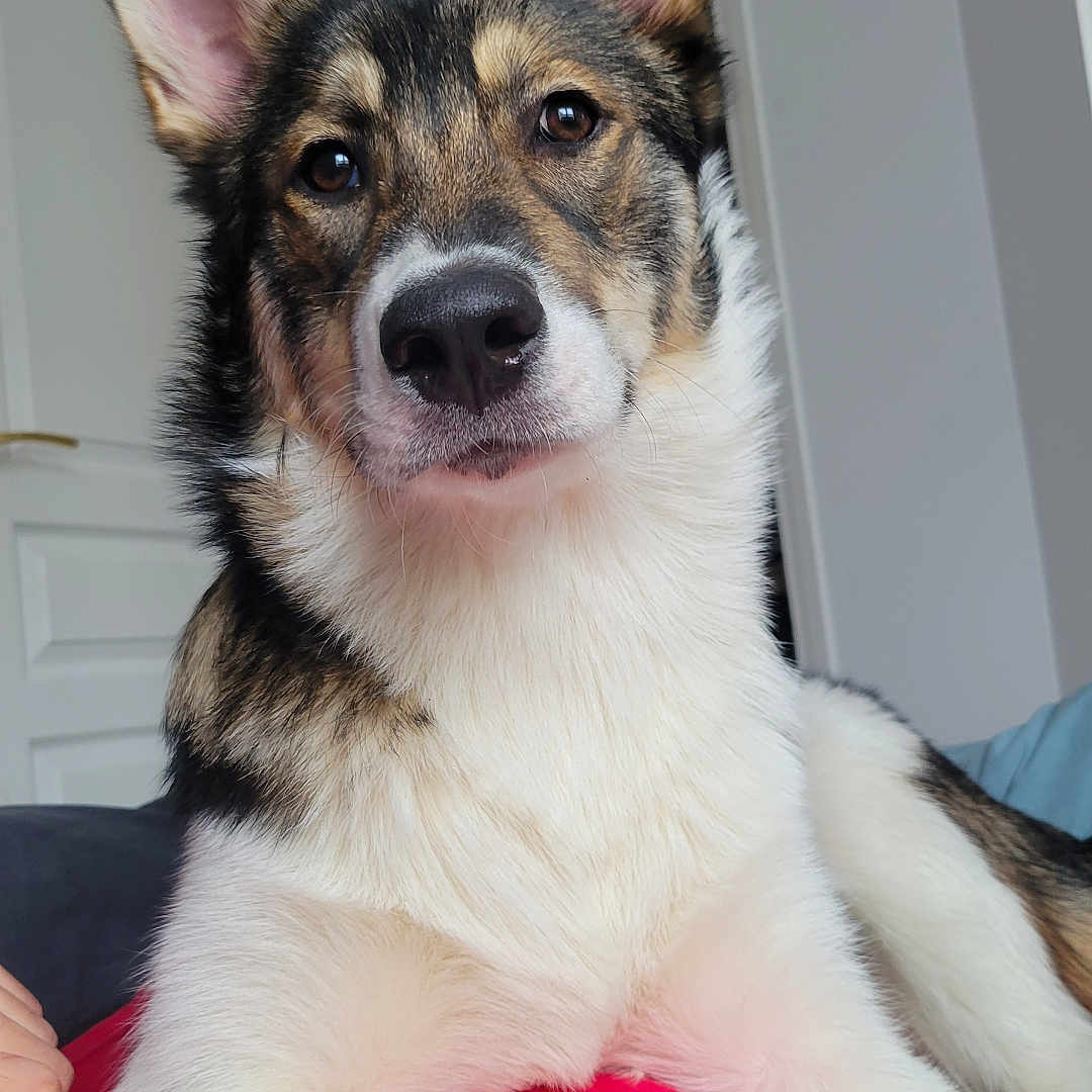 Rio participe au concours pour gagner de l'argent avec cette photo : accessories, animal, bodypart, canine, cat, cockerspaniel, collie, dog, eskimodog, germanshepherd, hound, husky, machine, mouth, papillon, person, pet, puppy, snout, strap