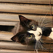Oreo is registered to the contest to win money with this photo: cat, tuxedo_cat, pet, curious, whiskers, wooden_blinds, paw, indoor, closeup, animal, playful, window_covering, feline, black_and_white, cute, looking, eyes, face, claws, household