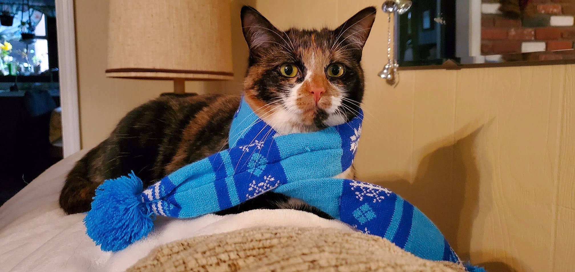 Bella is registered to the contest to win money with this photo: basket, box, carnivore, cat, cat_supply, comfort, couch, domestic_short_haired_cat, electric_blue, fawn, felidae, fur, lap, pet_supply, sitting, small_to_medium_sized_cats, snout, tail, whiskers, window