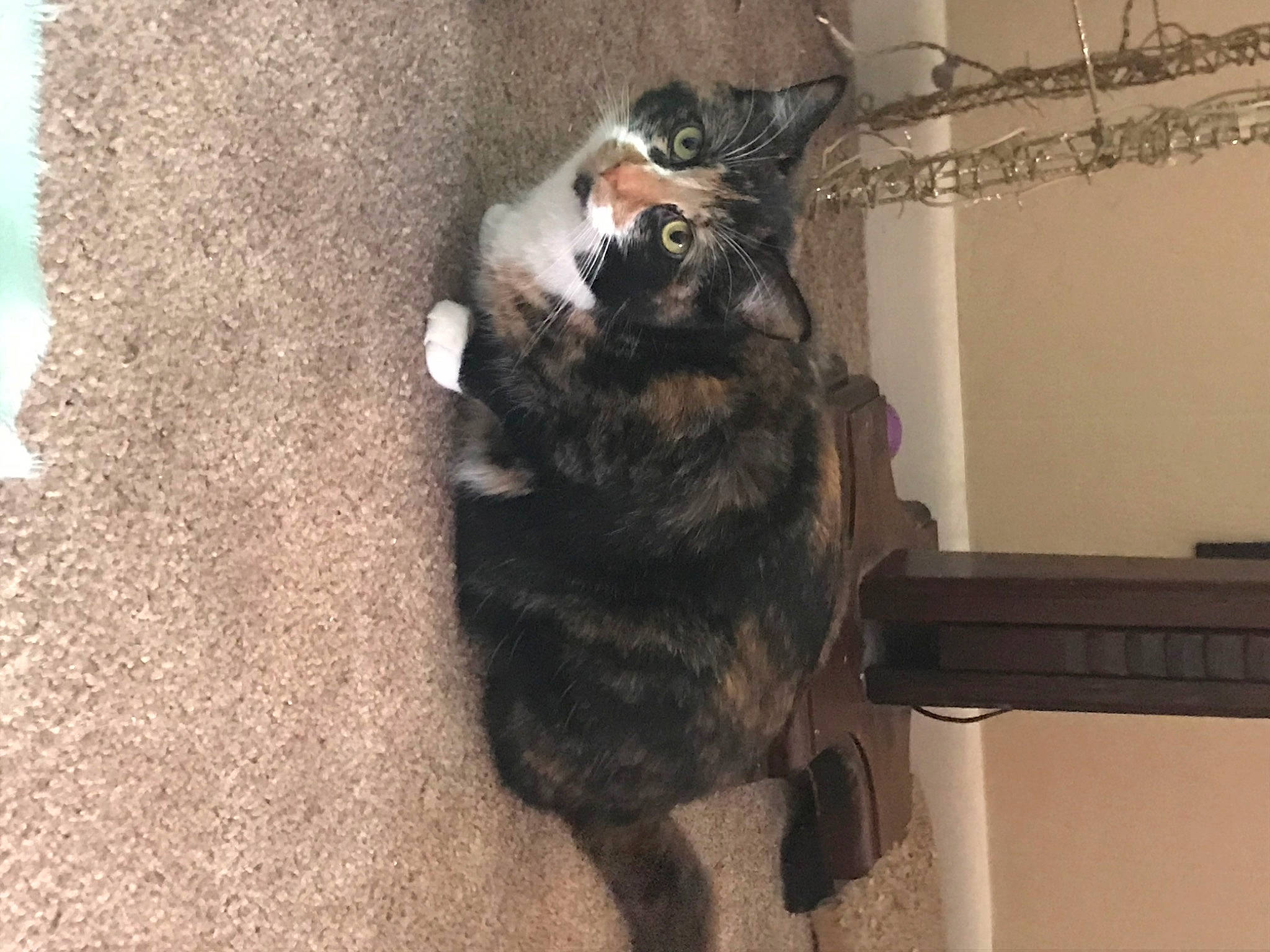 Bella is registered to the contest to win money with this photo: canidae, carnivore, cat, claw, comfort, dog_breed, domestic_short_haired_cat, felidae, flooring, fur, paw, small_to_medium_sized_cats, snout, sporting_group, tail, terrestrial_animal, whiskers, wood