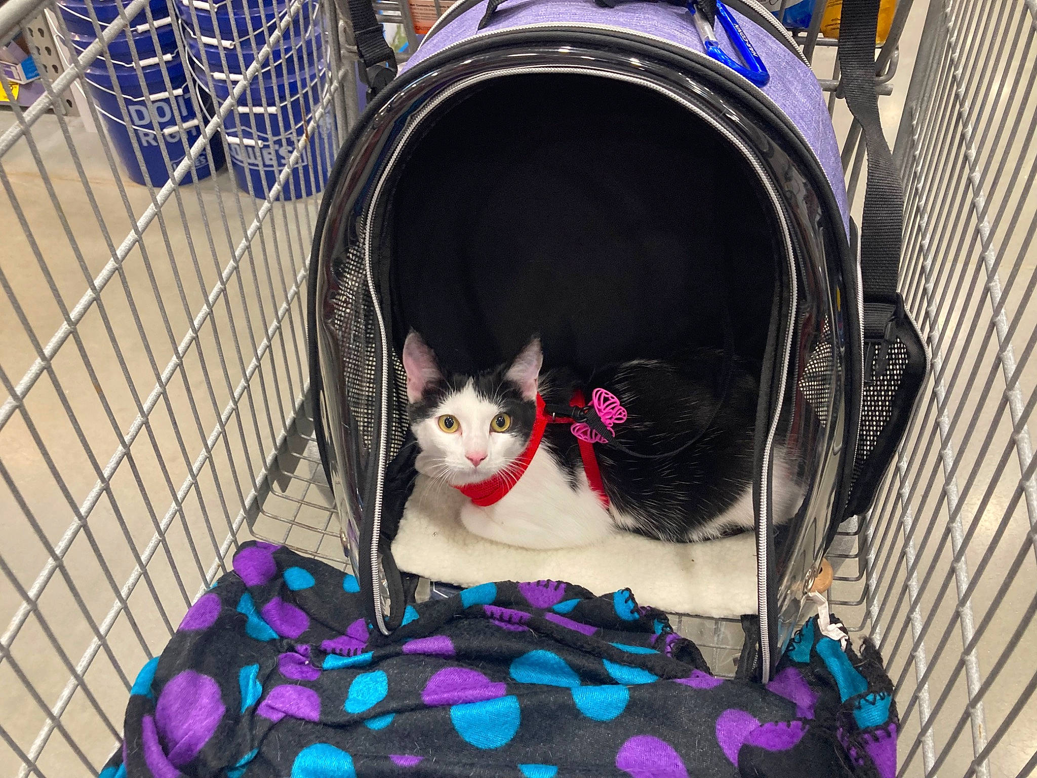 Birdie is registered to the contest to win money with this photo: art, blue, carnivore, cat, domestic_short_haired_cat, eyewear, fawn, felidae, fur, magenta, mammal, mesh, pattern, pet_supply, pink, purple, small_to_medium_sized_cats, snout, tail, whiskers