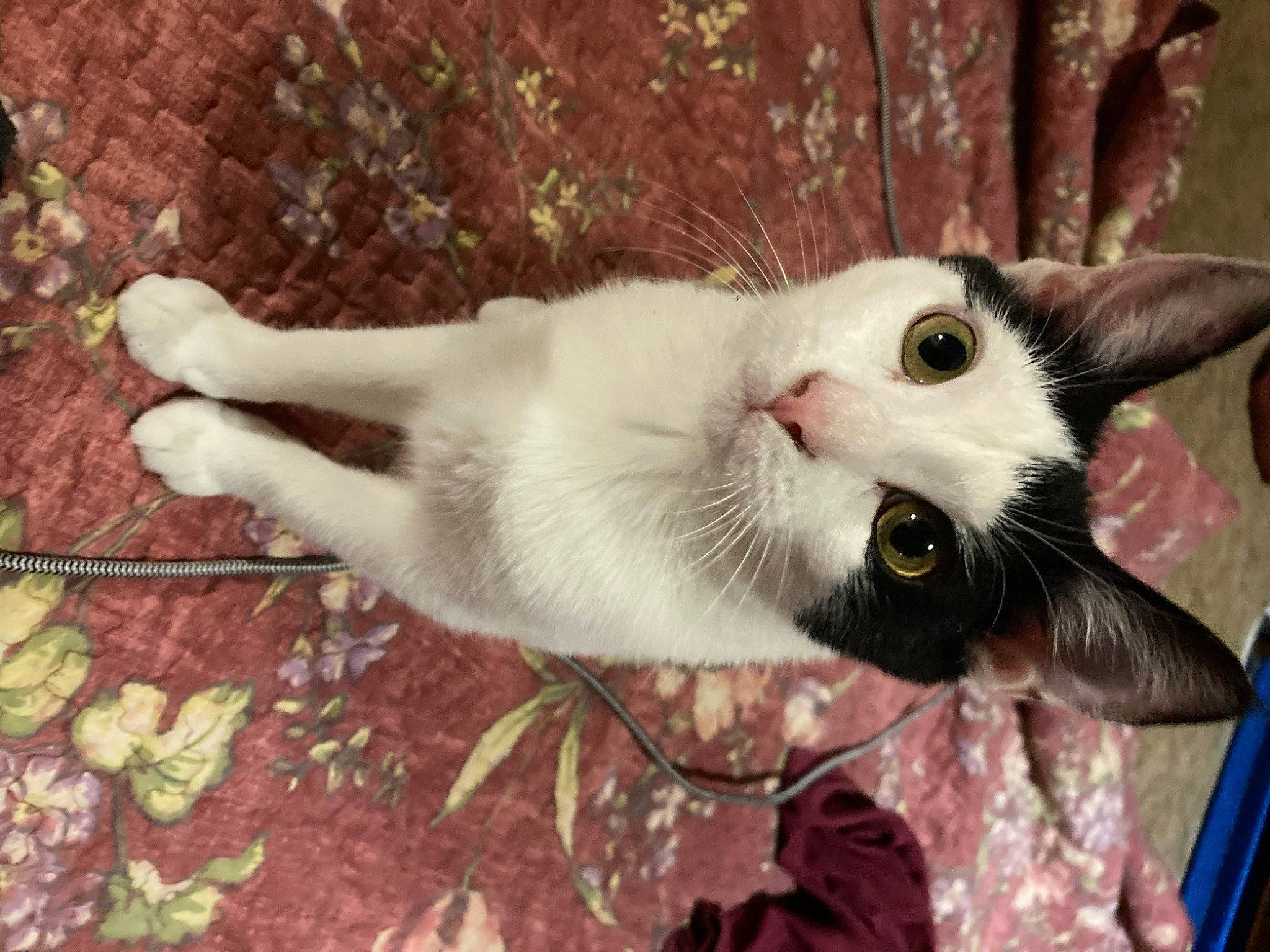 Birdie joined the competition — help win amazing prizes! carnivore, cat, domestic_short_haired_cat, fawn, felidae, fur, paw, plant, small_to_medium_sized_cats, snout, tail, whiskers, wood