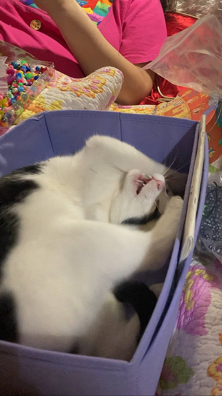 Birdie is registered to the contest to win money with this photo: canidae, carnivore, cat, child, comfort, companion_dog, dog_breed, domestic_short_haired_cat, fawn, felidae, fur, magenta, mammal, nap, pet_supply, pink, small_to_medium_sized_cats, sporting_group, tail, whiskers