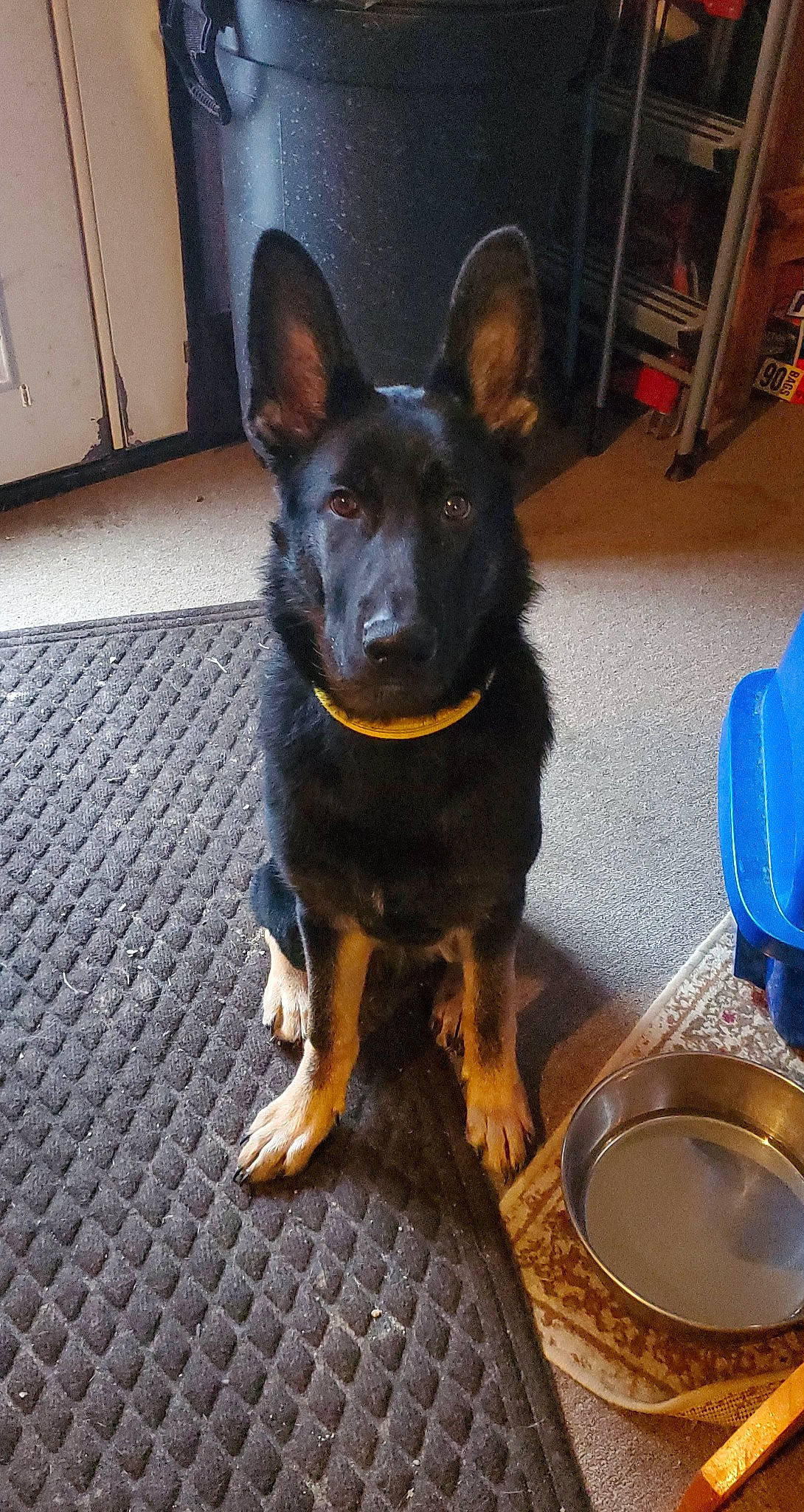 Kaiser joined the competition — help win amazing prizes! canidae, carnivore, companion_dog, dog, dog_breed, door, fawn, flooring, fur, guard_dog, herding_dog, kitchen_utensil, snout, sporting_group, tableware, tail, toy_dog, whiskers, working_animal, working_dog