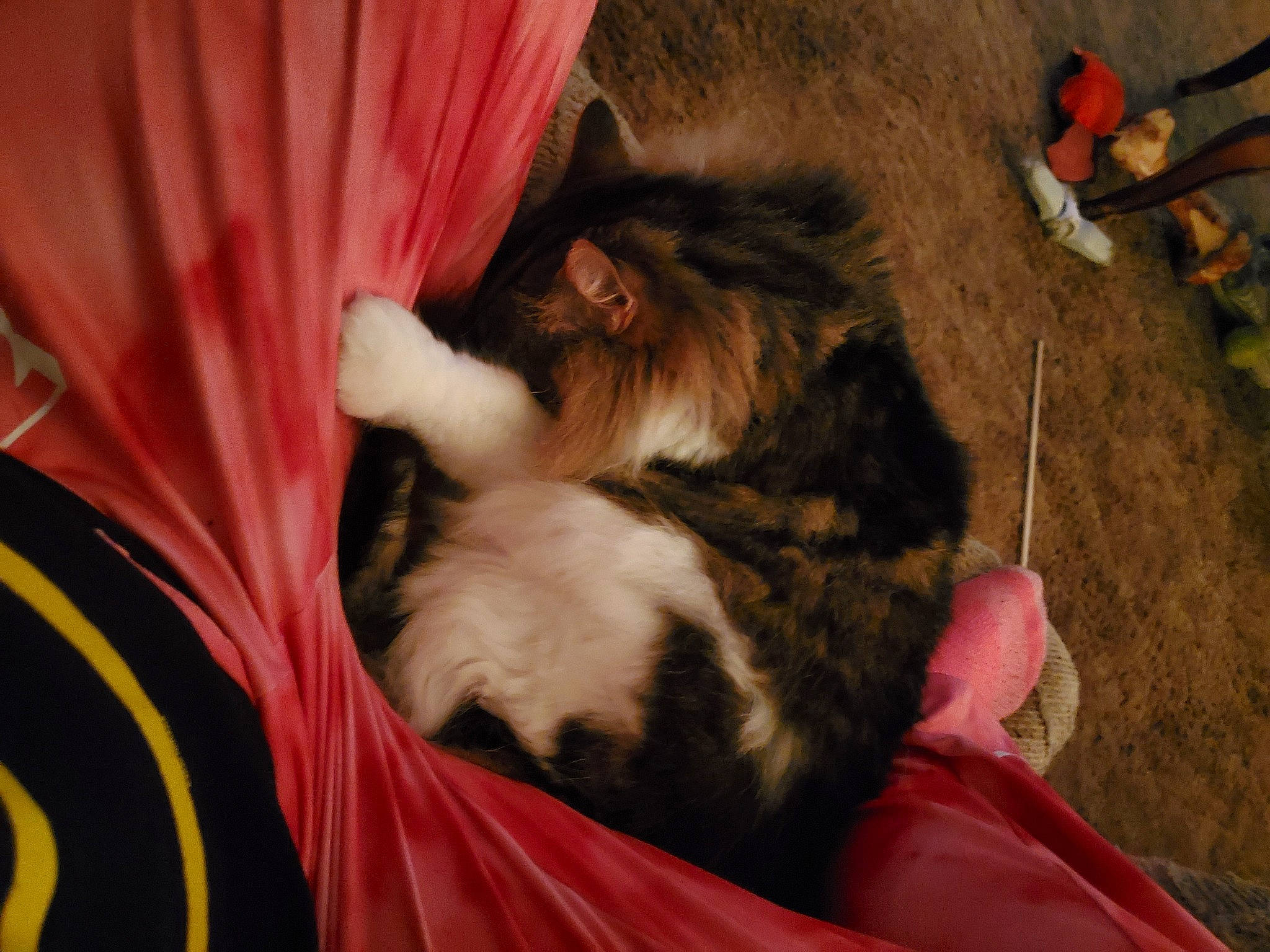 Reeses joined the competition — help win amazing prizes! bean_bag, canidae, carnivore, cat, claw, comfort, companion_dog, curtain, dog_breed, fawn, felidae, fur, liver, magenta, nap, paw, peach, small_to_medium_sized_cats, tail, whiskers