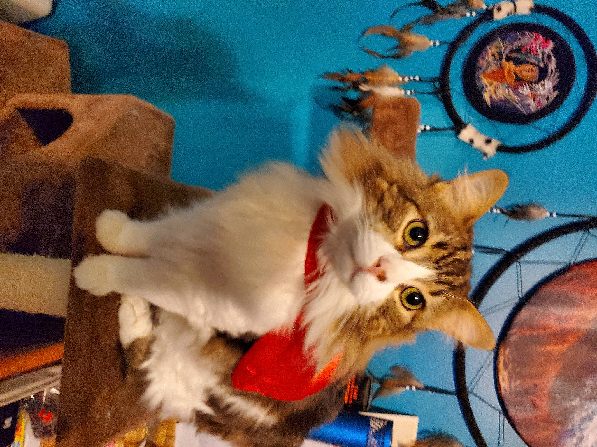 Reeses is registered to the contest to win money with this photo: canidae, carnivore, cat, claw, companion_dog, domestic_short_haired_cat, event, felidae, fur, holiday, paw, small_to_medium_sized_cats, tail, whiskers