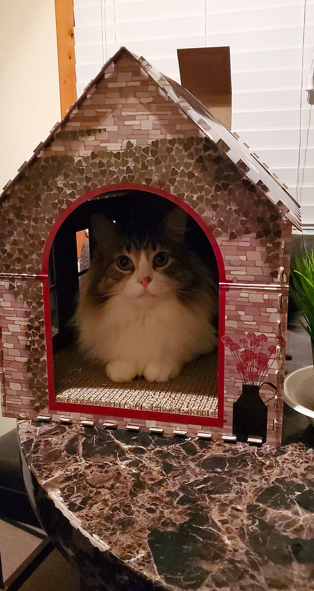 Reeses joined the competition — help win amazing prizes! art, brick, building, carnivore, cat, domestic_short_haired_cat, fawn, felidae, flowerpot, fur, house, houseplant, pet_supply, plant, small_to_medium_sized_cats, snout, vertebrate, whiskers, window, wood