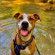 Erza participe au concours pour gagner de l'argent avec cette photo : dog, water, outdoor, animal, pet, canine, nature, shallow_water, harness, tongue_out, brown_fur, white_fur, close_up, summer, playful, wet, happy, ears_up, leash, forest