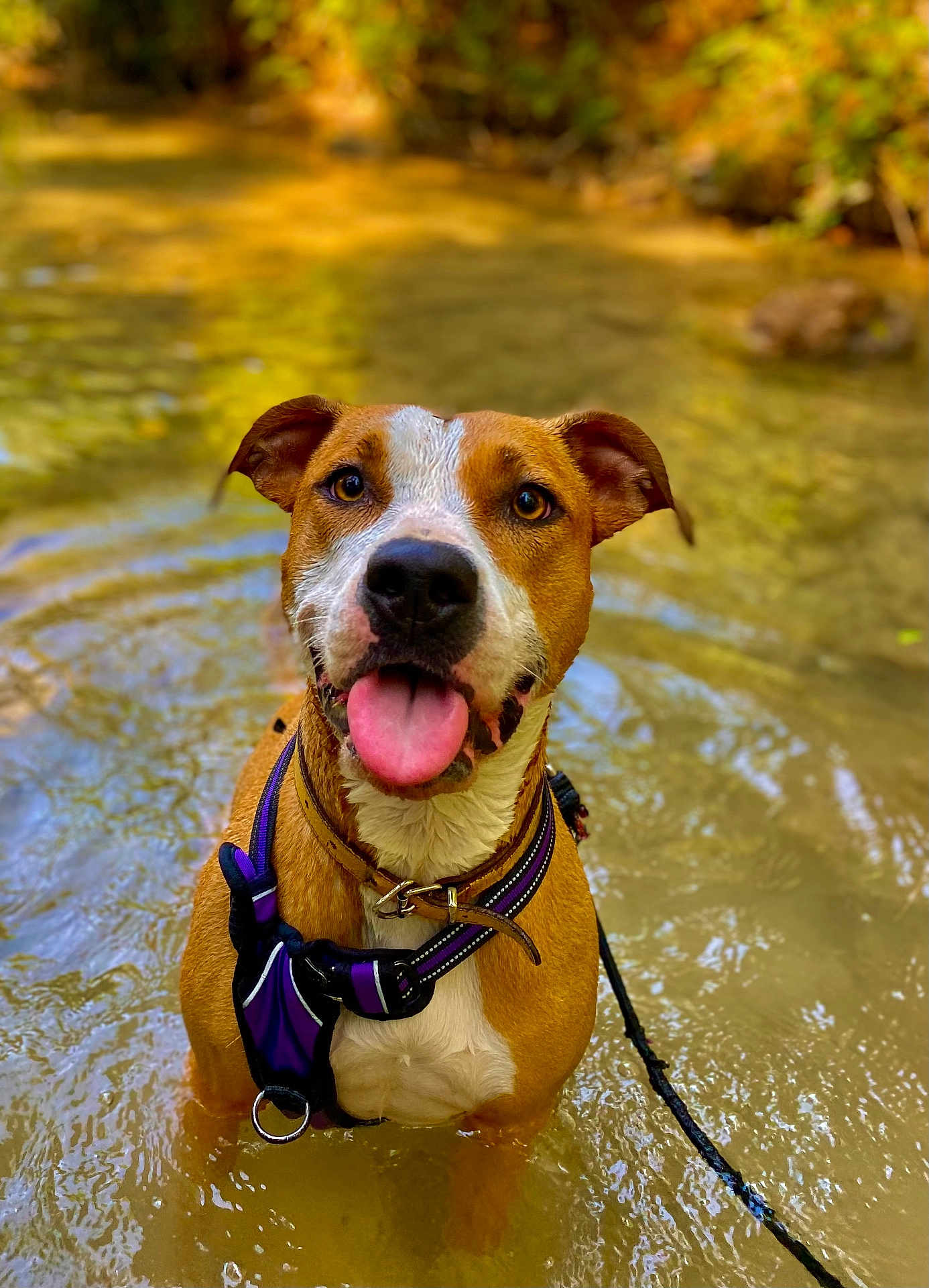 Erza participe au concours pour gagner de l'argent avec cette photo : dog, water, outdoor, animal, pet, canine, nature, shallow_water, harness, tongue_out, brown_fur, white_fur, close_up, summer, playful, wet, happy, ears_up, leash, forest