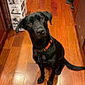 Diesel joined the competition — help win amazing prizes! animal, black_dog, cabinet, canine, collar, curious, dog, domestic, floor, flooring, home, household, indoor, kitchen, looking_up, pet, shoes, sitting, vacuum_box, wooden_floor