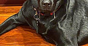 Diesel is registered to the contest to win money with this photo: alert, animal, black_dog, canine, collar, companion, dog, domestic_animal, ears, flooring, fur, household, indoor, looking_at_camera, lying_down, mammal, paw, pet, wooden_cabinet, wooden_floor