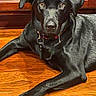 alert, animal, black_dog, canine, collar, companion, dog, domestic_animal, ears, flooring, fur, household, indoor, looking_at_camera, lying_down, mammal, paw, pet, wooden_cabinet, wooden_floor