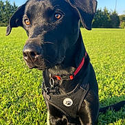 Diesel is registered to the contest to win money with this photo: animal, black_dog, canine, collar, cute, daytime, dog, ears, field, grass, greenery, harness, leash, looking, nature, outdoor, park, pet, sitting, sunlight