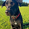 animal, black_dog, canine, collar, cute, daytime, dog, ears, field, grass, greenery, harness, leash, looking, nature, outdoor, park, pet, sitting, sunlight