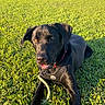 Diesel is registered to the contest to win money with this photo: animal, black_dog, canine, collar, daylight, dog, field, grass, greenery, happy, leash, lying_down, nature, outdoor, pet, playful, portrait, sky, sunlight, trees
